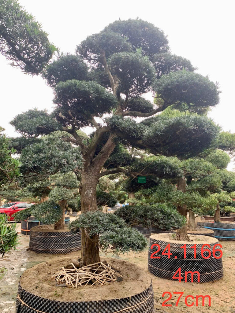 Tùng La Hán 241166