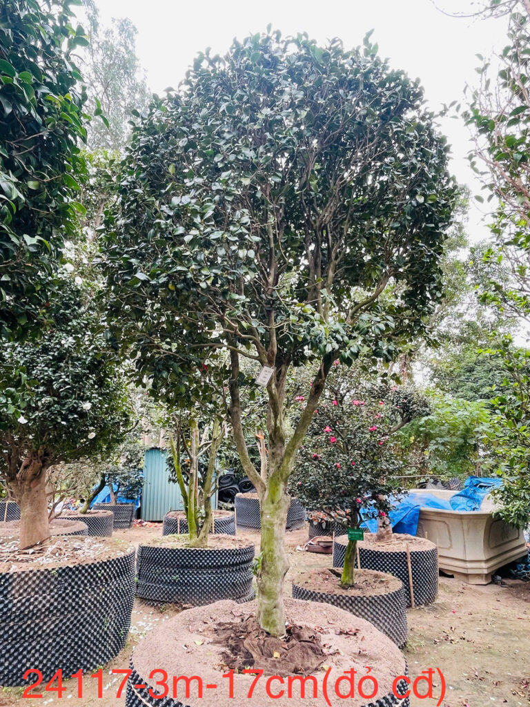 Hoa Trà 24117