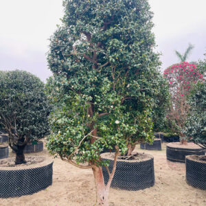 Trà trắng 24128