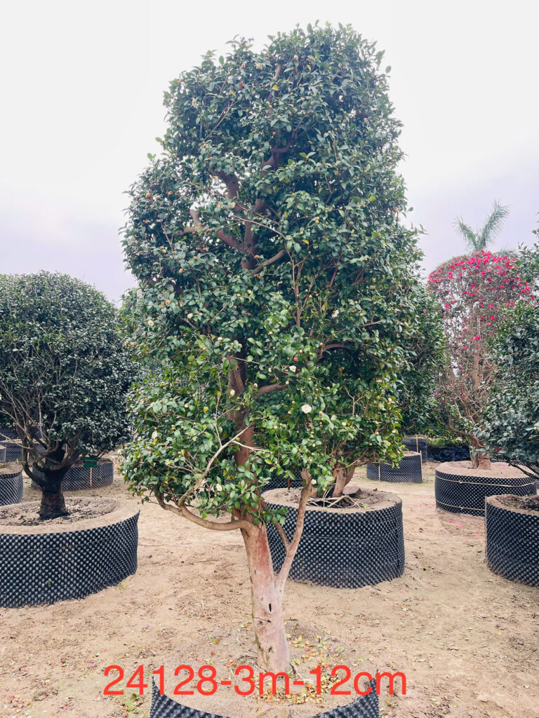 Trà Trắng 24128