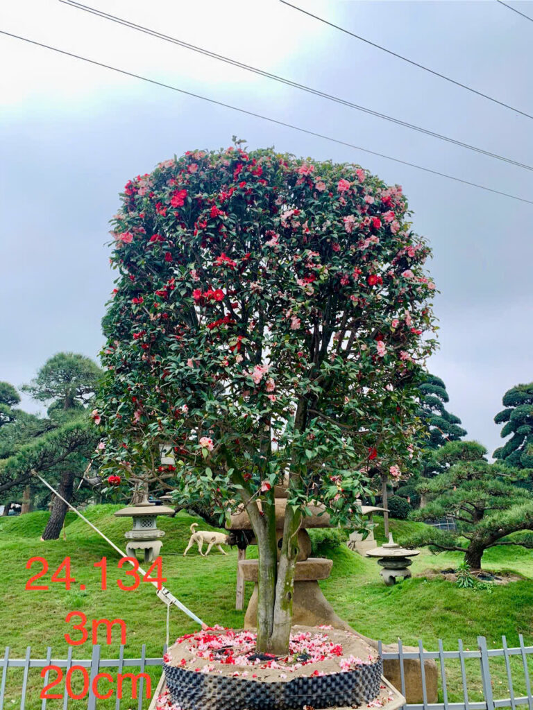 Hoa Trà 24134