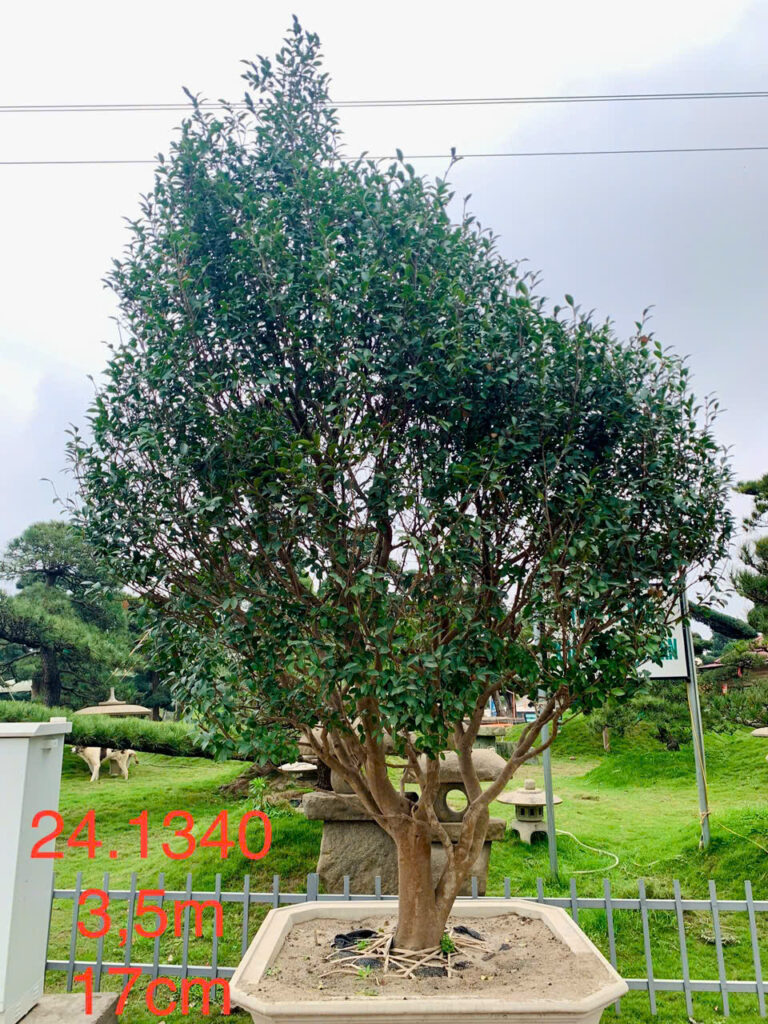 Hoa Trà 241340