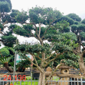 Trà trắng 24136