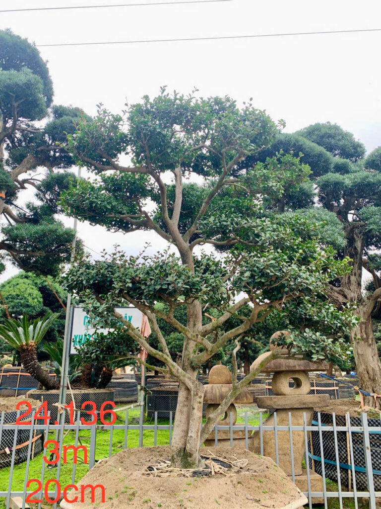 Trà Trắng 24136