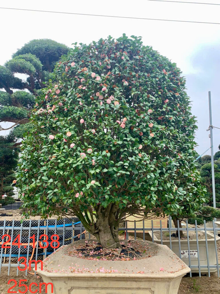 Trà Hồng 24138