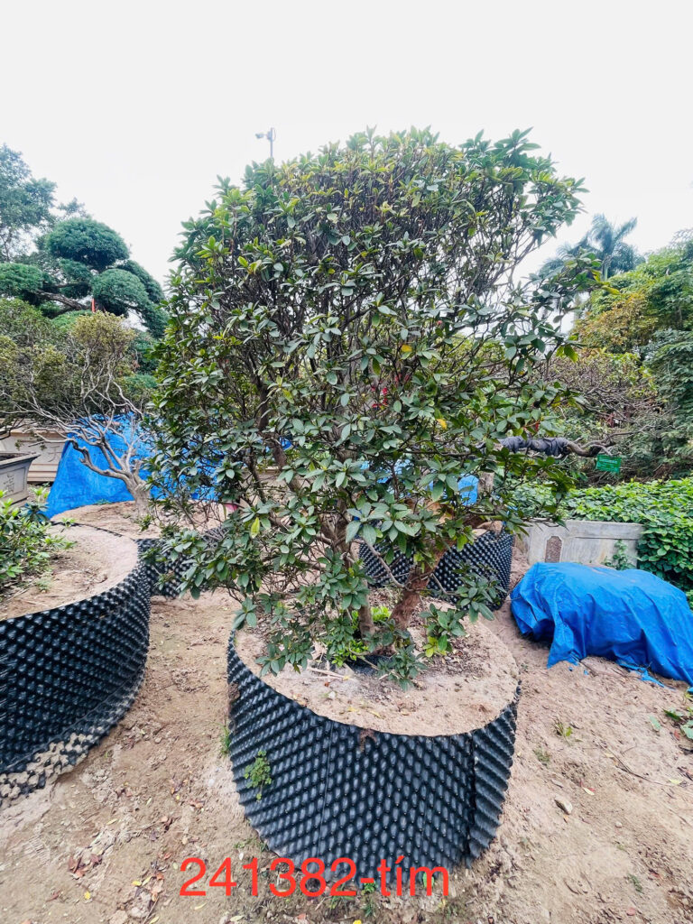 Đỗ Quyên 241382