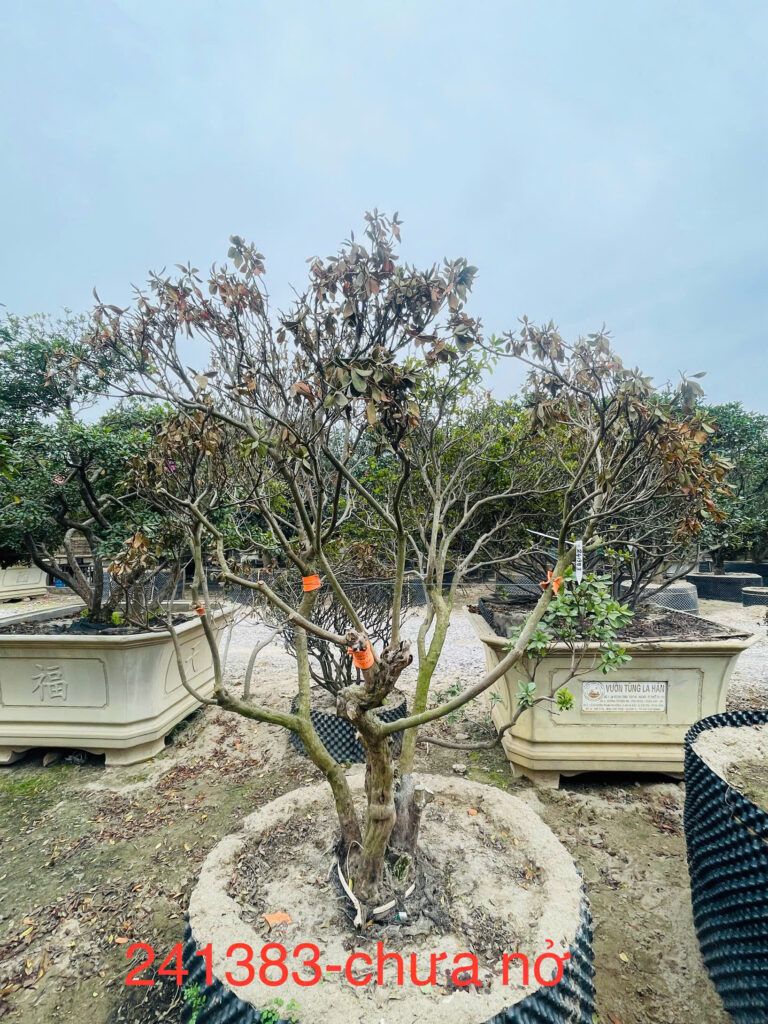Đỗ Quyên 241383
