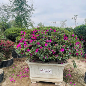Đỗ Quyên 24142