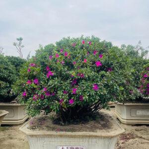 Đỗ Quyên 24143