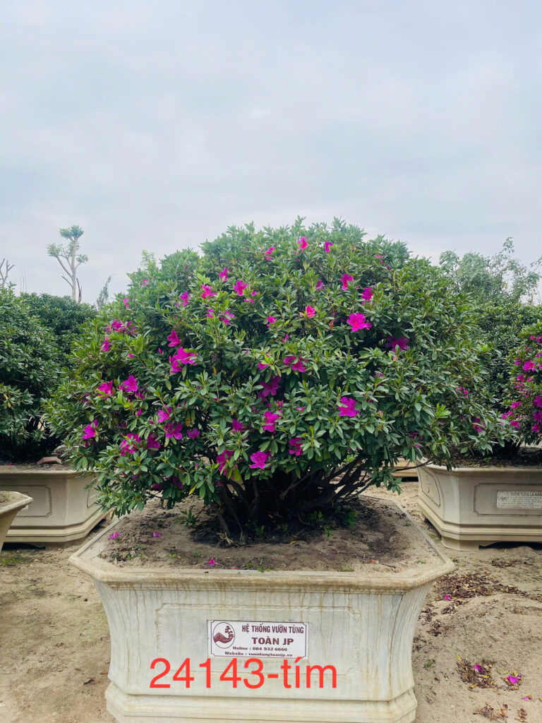 Đỗ Quyên 24143