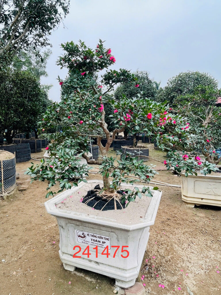 Hoa Trà 241475