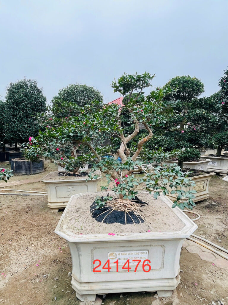 Hoa Trà 241476