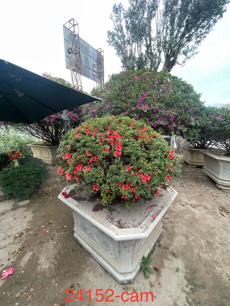 Đỗ Quyên 24152