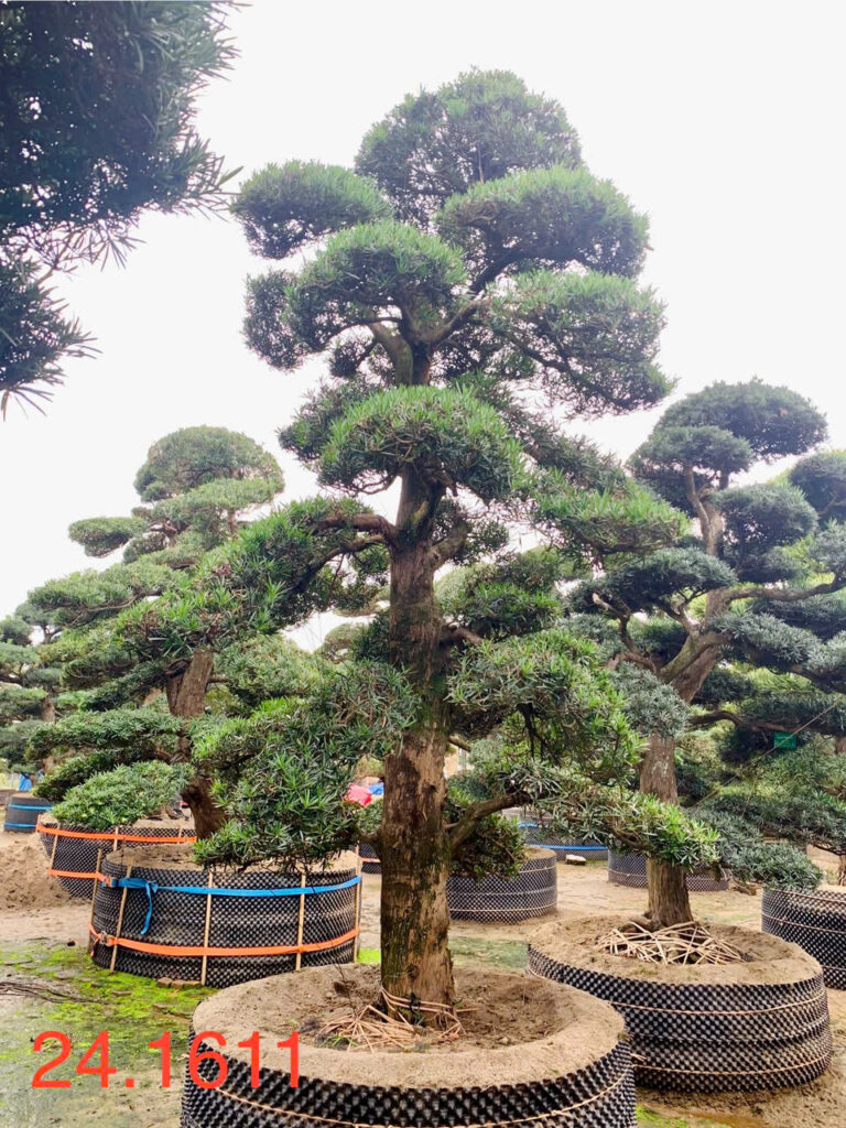 Tùng La Hán 241611
