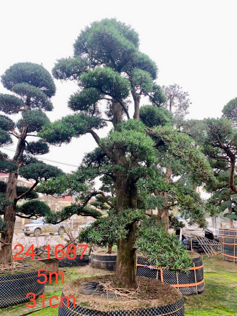 Tùng La Hán 241687