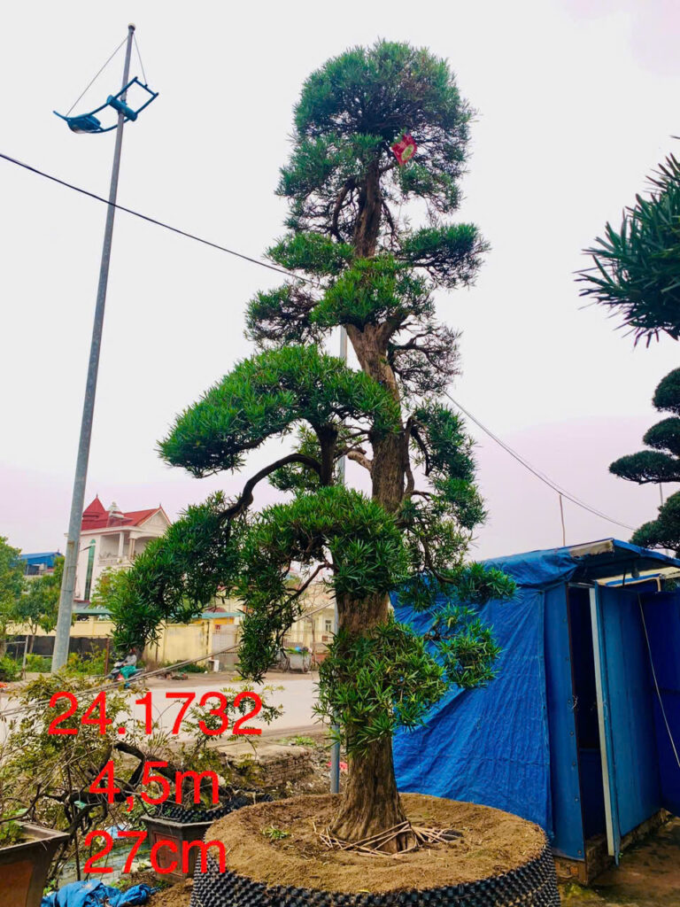 Tùng La Hán 241732