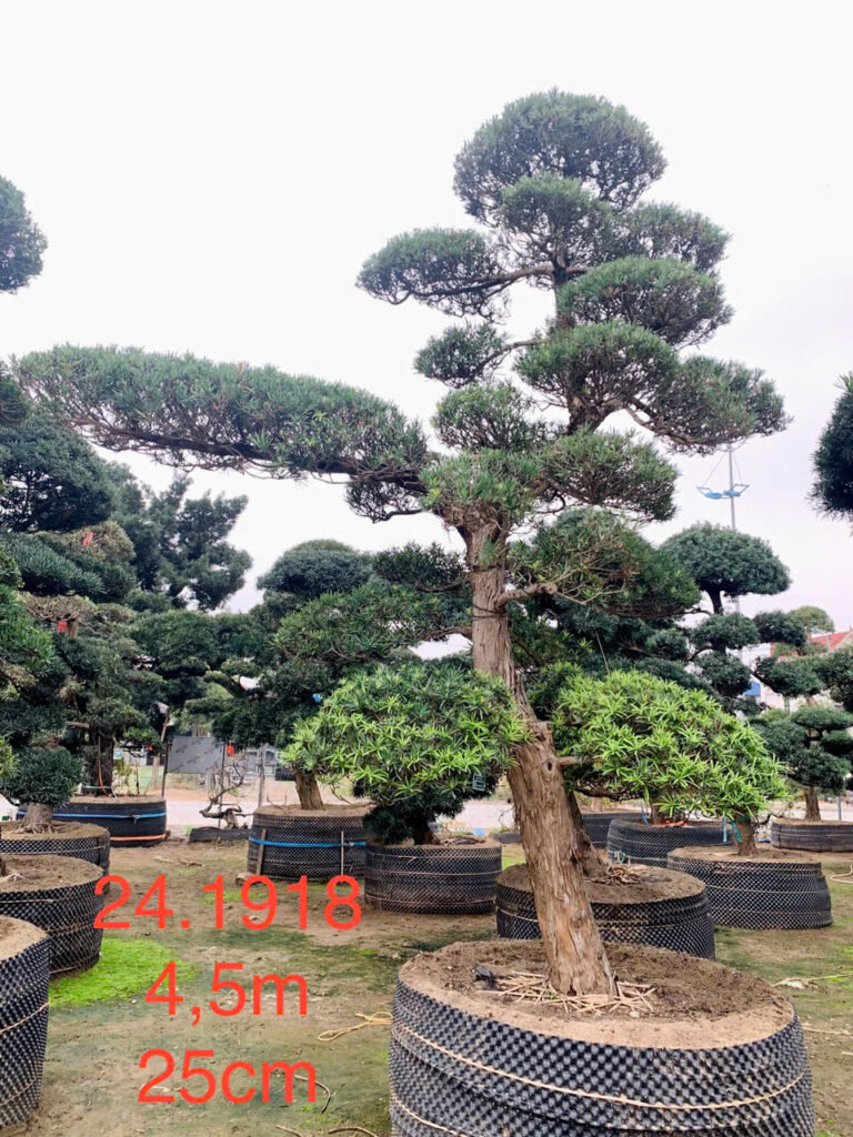 Tùng La Hán 241918