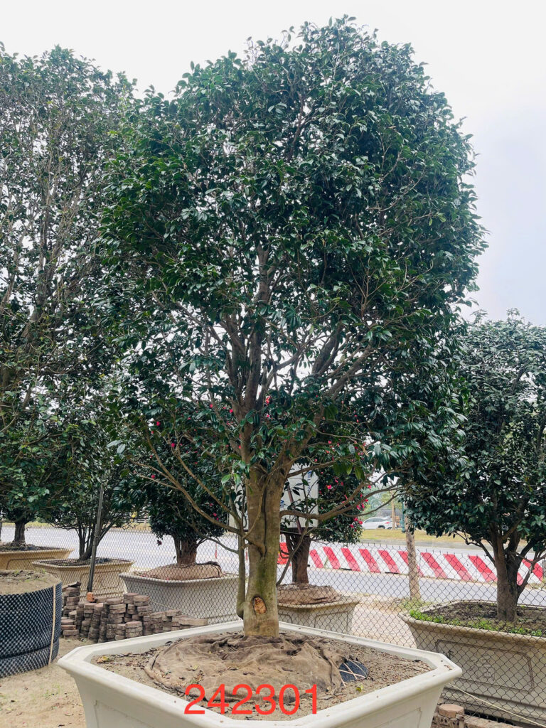 Hoa Trà 242301