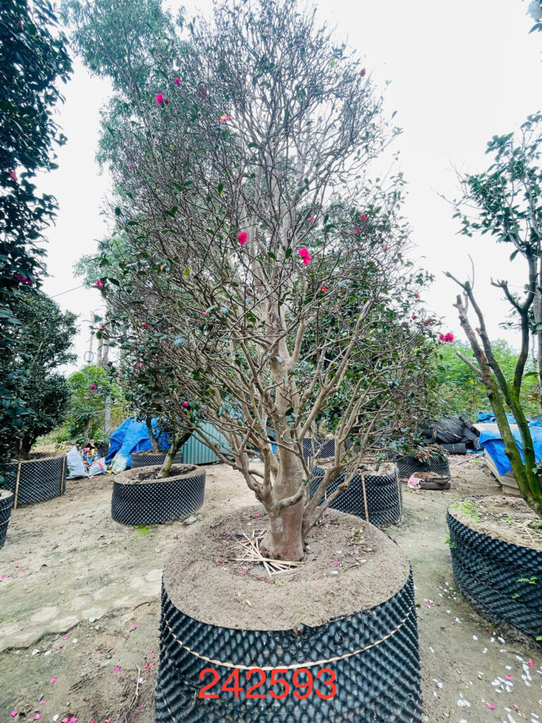 Hoa Trà 242593