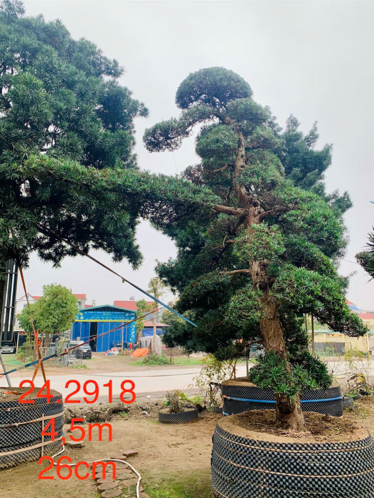 Tùng La Hán 242918