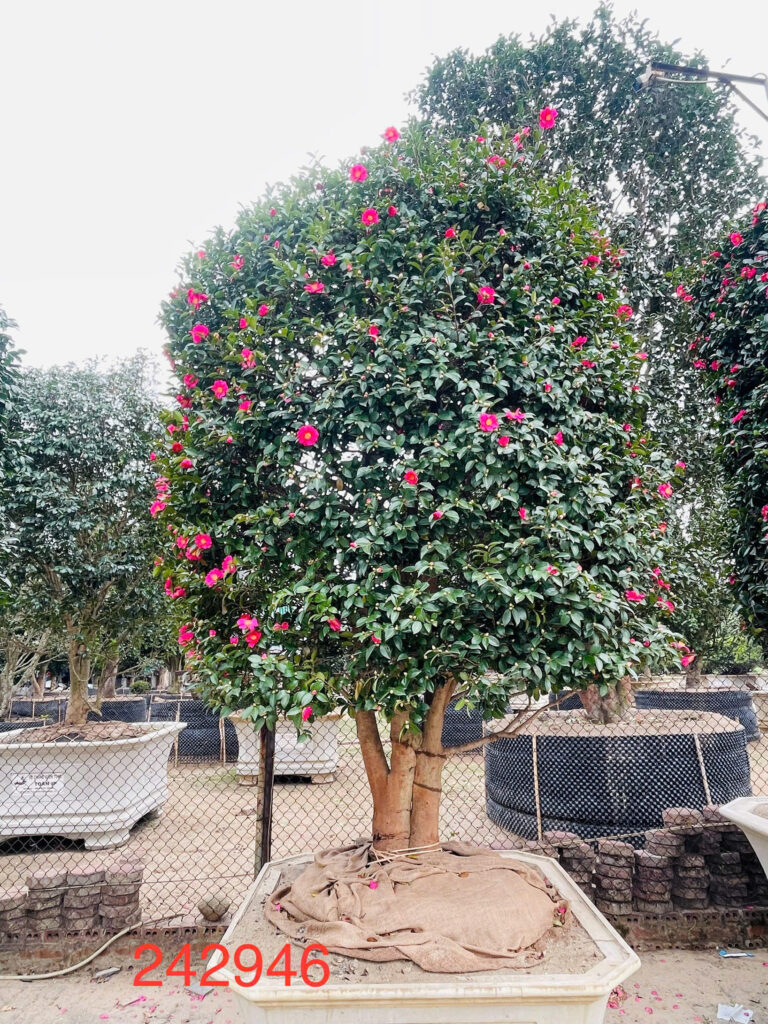 Hoa Trà Đỏ 242946