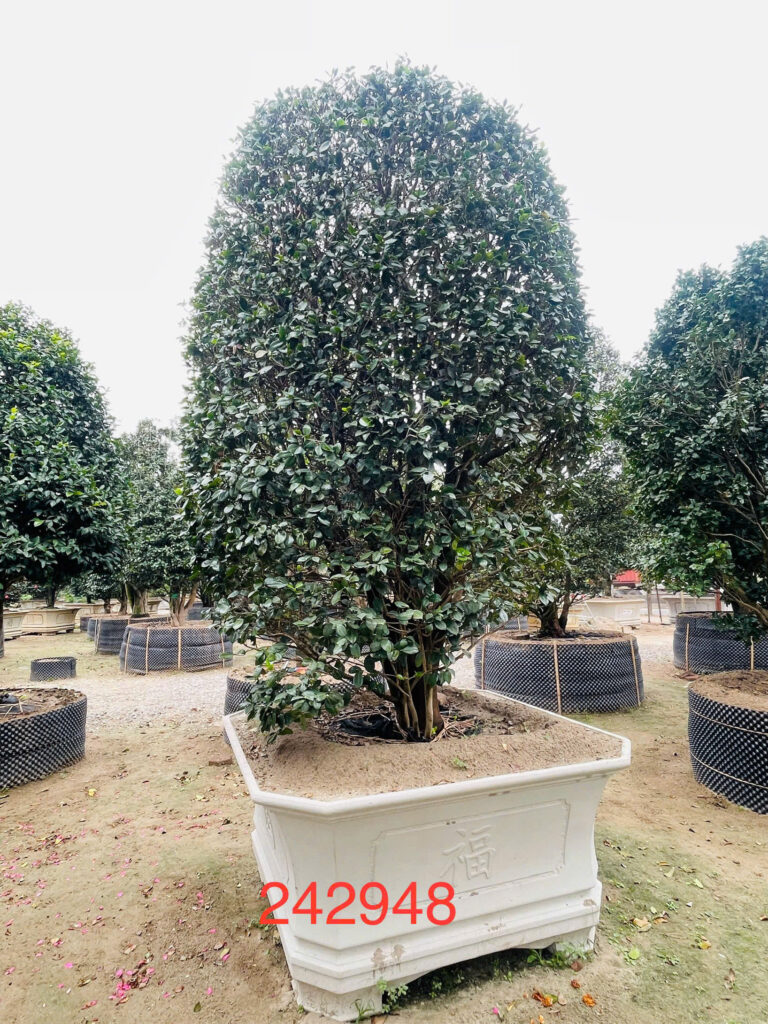 Hoa Trà 242948