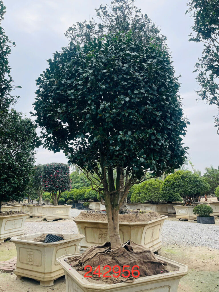Hoa Trà Đỏ 242956