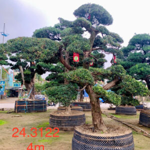 Tùng La Hán 243122
