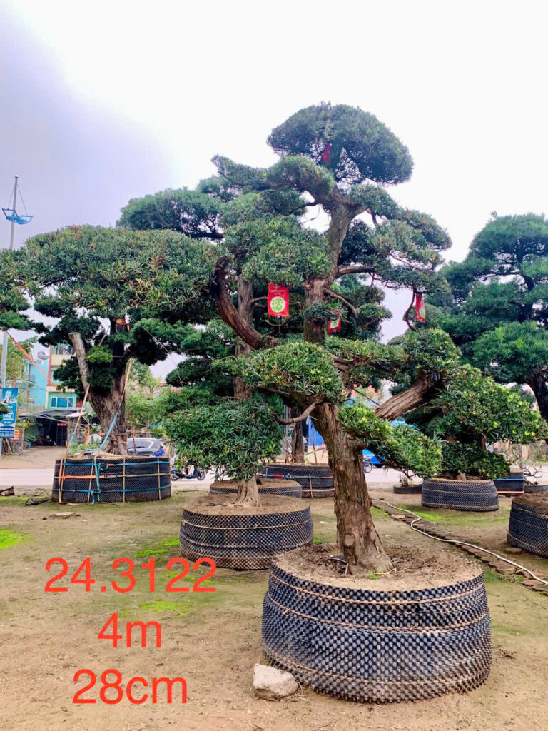 Tùng La Hán 243122