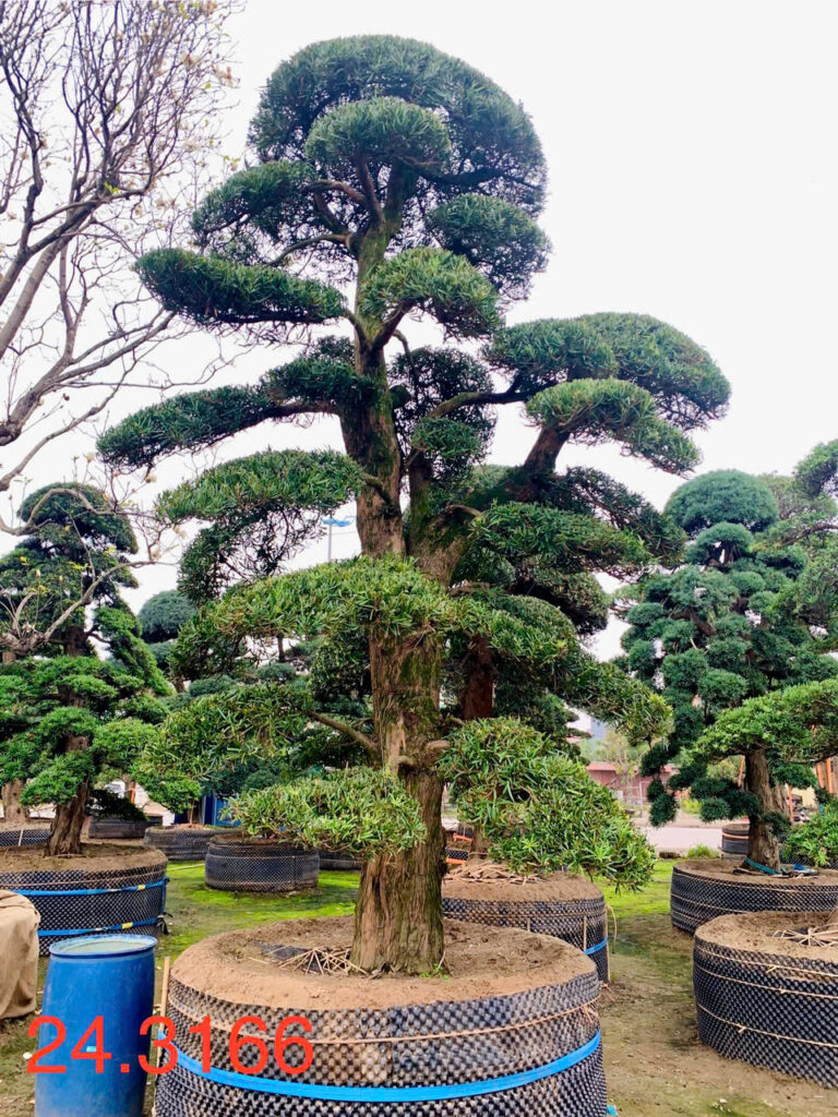 Tùng La Hán 243166