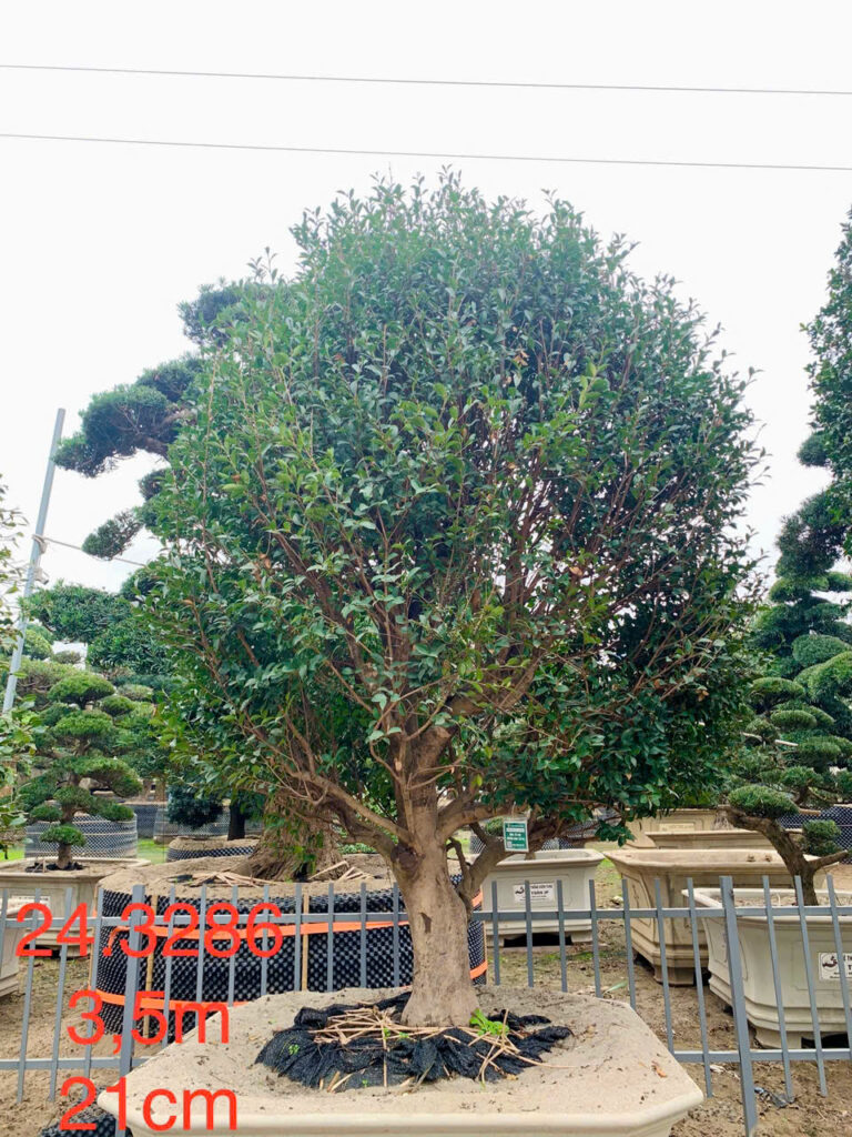 Hoa Trà Đỏ 243286