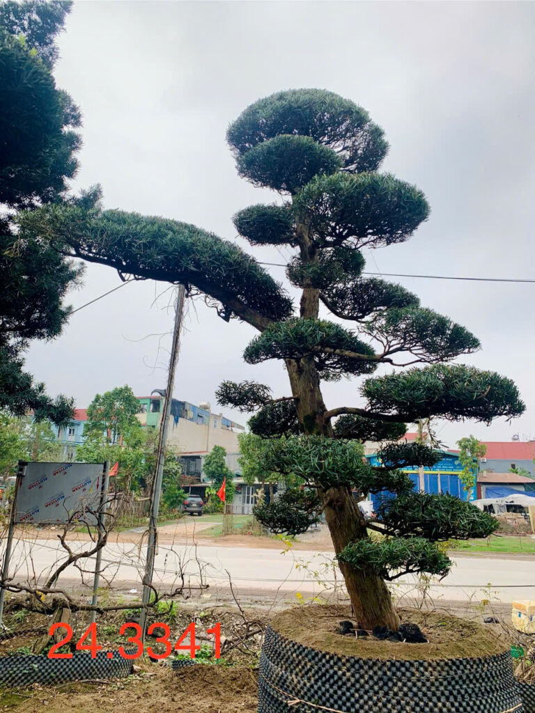 Tùng La Hán 243341