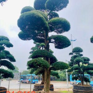 Tùng La Hán 243410