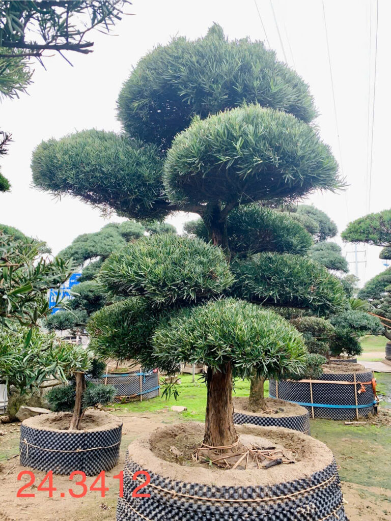 Tùng La Hán 243412