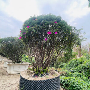 Đỗ Quyên 24431