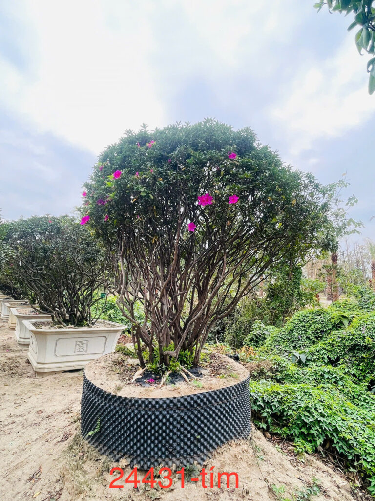 Đỗ Quyên 24431