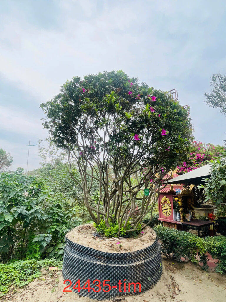 Đỗ Quyên 24435