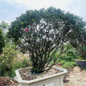 Đỗ Quyên 24438