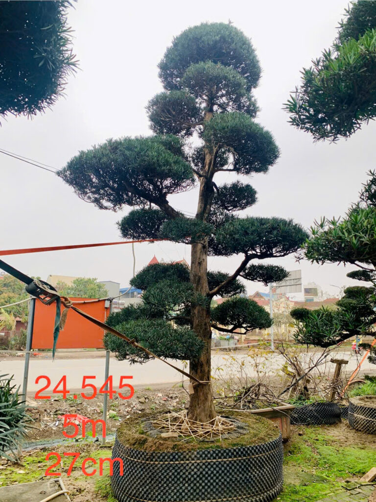 Tùng La Hán 24545