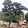 Tùng La Hán 24594