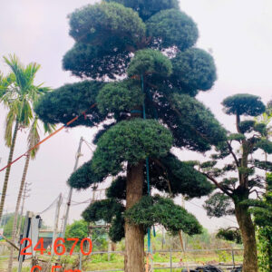 Tùng La Hán 24670