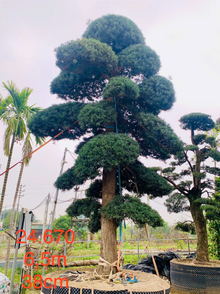 Tùng La Hán 24670