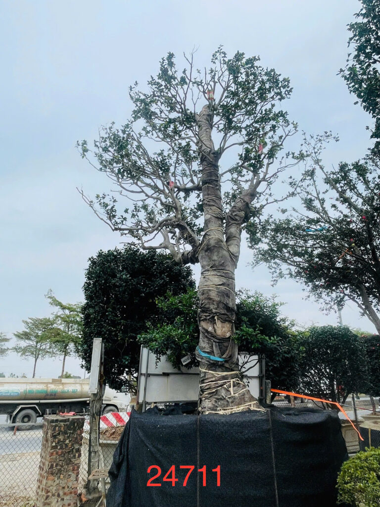 Hoa Trà Đỏ 24711