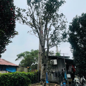 Hoa Trà Đỏ 24712