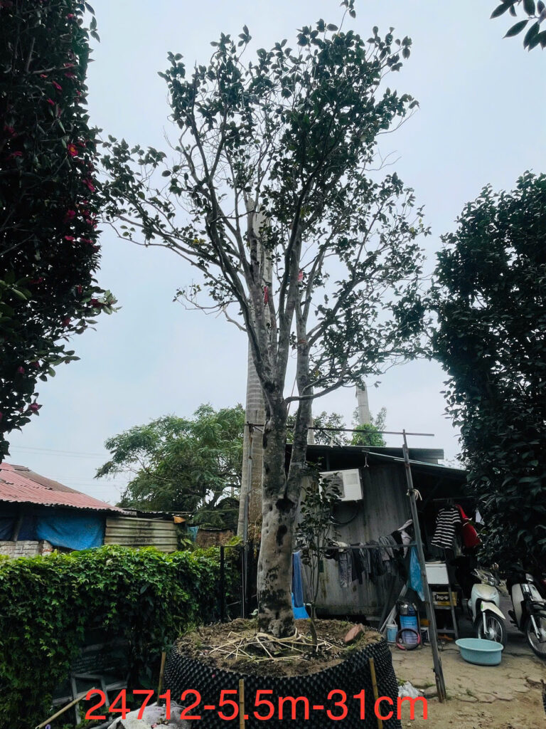 Hoa Trà Đỏ 24712