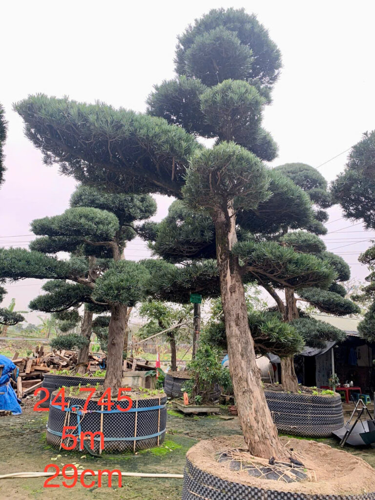 Tùng La Hán 24745