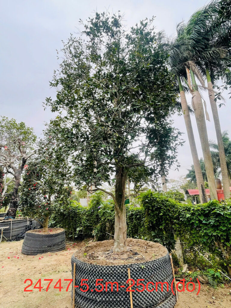 Hoa Trà Đỏ 24747