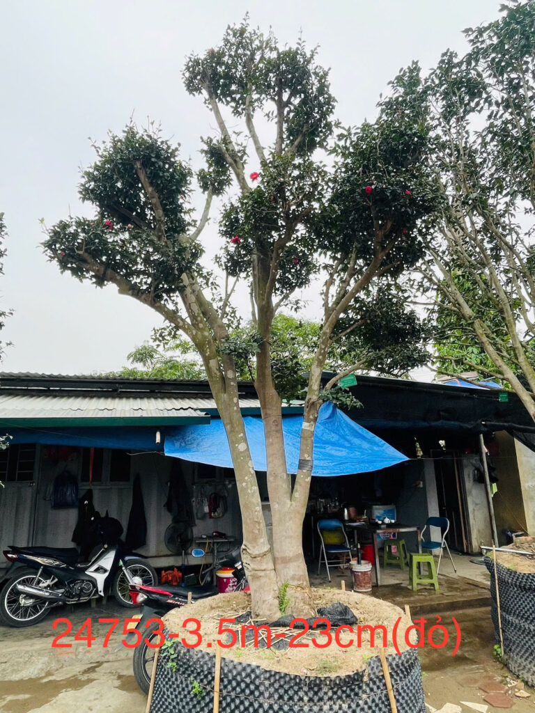 Hoa Trà Đỏ 24753