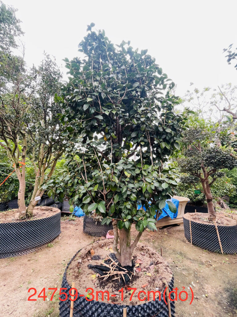 Hoa Trà Đỏ 24759