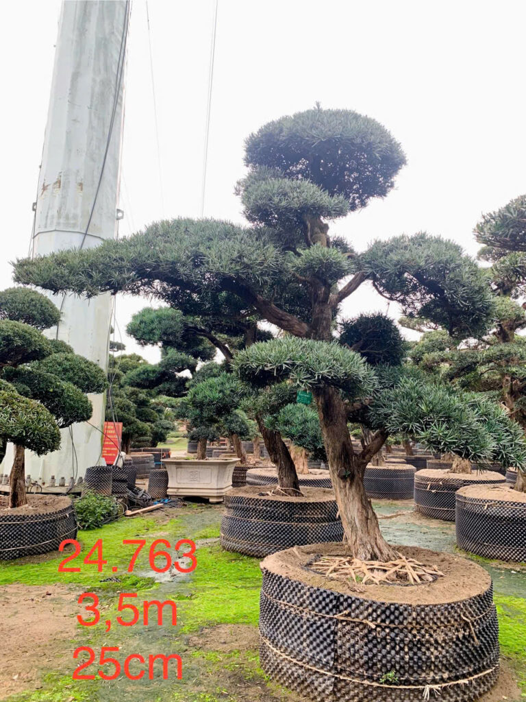 Tùng La Hán 24763